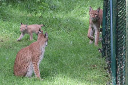 Bisher sind nur einige wenige Aufnahmen des Luchs-Nachwuchses aus der Ferne gelungen (Foto: Wildpark-MV)