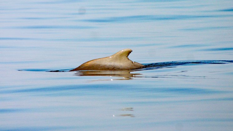 Richards-Bay-Humpback-Dolphin-Zipper-von-Brett-Atkins.jpg