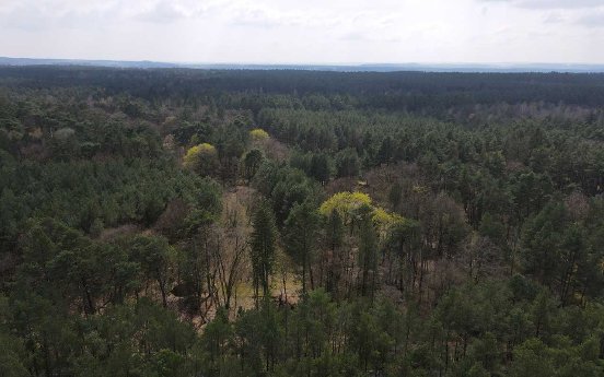 Hohensaaten-Wald---DW.jpg
