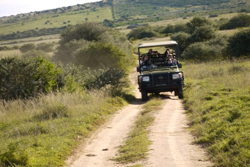 Game reservce Shamwari.JPG