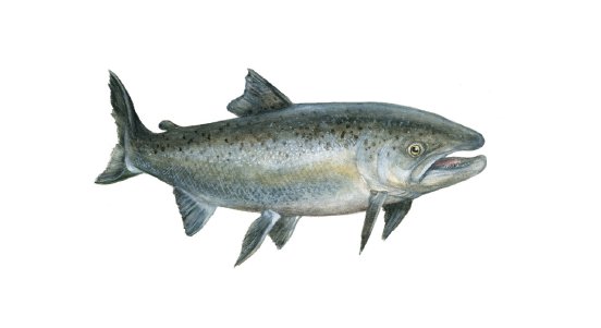 Lachs © Jutta Sailer-Paysan.jpeg