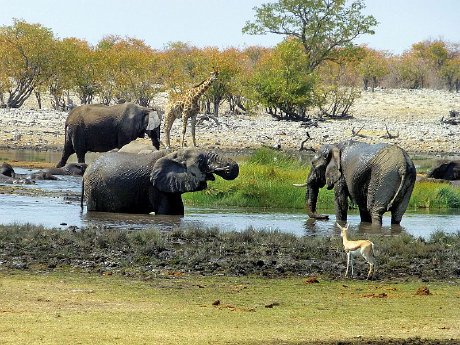 Wasserloch im Etosha-Nationapark Namibia.jpg