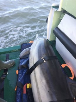 2016-02-19 Seenotretter für Delfin im Einsatz.jpg