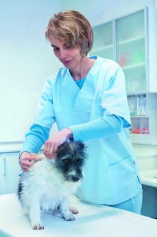 Tieraerztin implantiert kleinen Hund.jpg