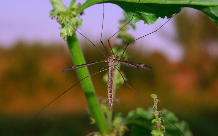 Insektenschutz.jpg