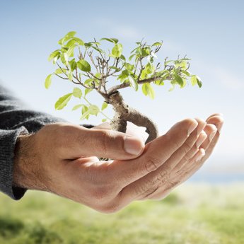 350-000004633733XLarge-Baum-Bonsai-Hand-Wachstum-_c_-iStock.jpg