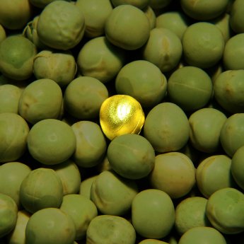 Goldene Erbse