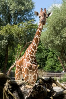 Giraffe Limber_Hellabrunn_2015_JoergKoch (3).jpg