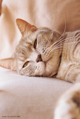 Katze (1).jpg