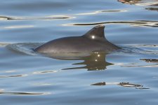 Schweinswal Jomay Media