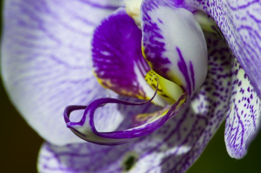 Orchideenzauber.jpg