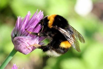 Heimische Blumen für heimische Bienen: (Bombus Terrestris) / © Hans-Jürgen Sessner