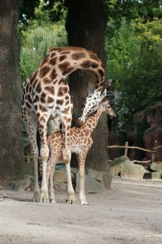 Giraffe3.jpg