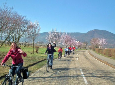 Lust   Mandelblüte und Frühling an der Deutschen Weinstraße mit E-Bikes erleben und genießen.jpg