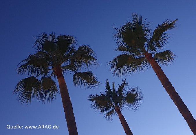 2024_Palme_www.ARAG.de.jpg