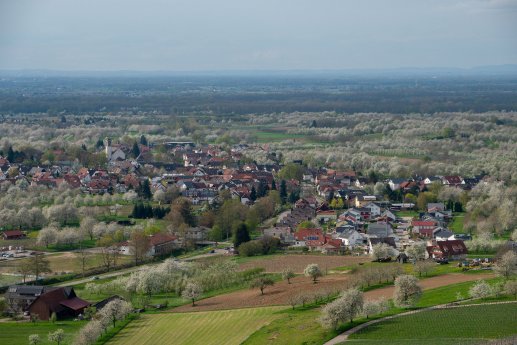 Durbach_Ebersweier von oben_Kirschblüte © Tourist-Info Durbach.jpg
