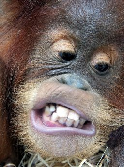 Sumatra-Orang-Utan Struppi freut sich über Handyspenden_Bild_ copyright by Wolfgang Krajews.JPG