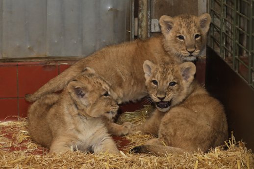 Asiatische Löwenjungtiere 2 Monate 29.1.26 ASliwa Zoo Köln IMG_9292.JPG