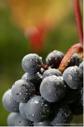 Die Beaujolais-Weine aus der Rebsorte Gamay sind leicht gekühlt ein erfrischender Sommergen.png