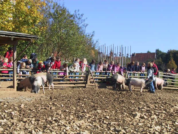 FLM Neuhausen Schweine Viel Steine gabs.jpg