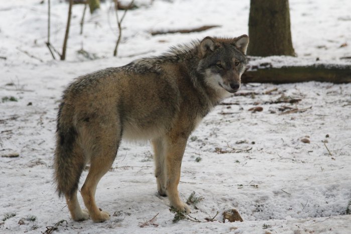 Wildpark-MV_Wolf_Winter.JPG