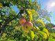 Neu auf der Streuobstwiese? Basiswissen für Einsteiger auf der Streuobstwiese