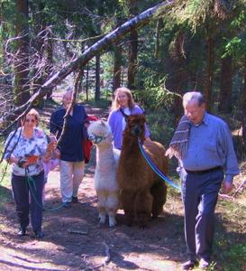 Auf Ostbayerns größter Alpaka-Farm im Bayerischen Wald begeistern die südamerikanischen „Kuscheltiere“ Touristen und Einheimische. Außerdem helfen sie bei der Behandlung behinderter Kinder. Foto: obx-news