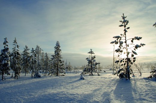 Winterliches Lappland © Mike Bohle.jpg