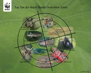 Die Top Ten der durch internationalen Handel besonders bedrohten Tiere