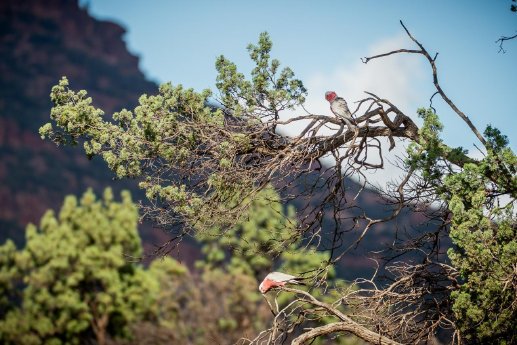 07-wilpena_3_sisters-002.jpg