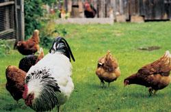 Für Hühner ist nur die Freilandhaltung tiergerecht © VIER PFOTEN