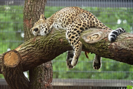 Leopard Bara im AWZ MS_presse.jpg
