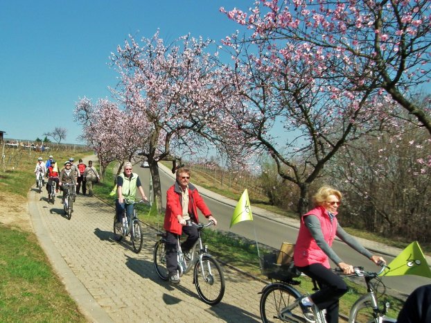 Mandelblüten Gimmeldingen E-Bike genussradeln-pfalz 001 (60).JPG