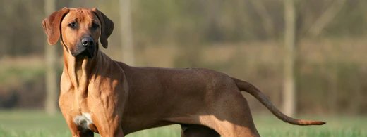imgi_83_rhodesian-ridgeback-erhaelt-eine-zahnreinigung-rhodesian-ridgeback-beim-buersten-seines-.png