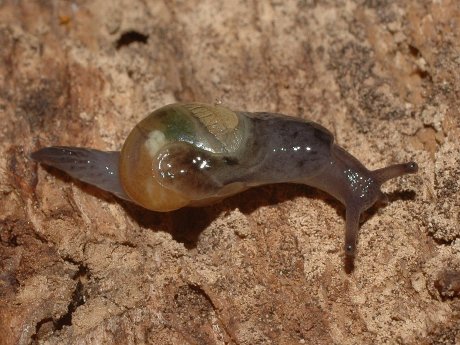 OhrförmigeGlasschnecke_FotoWalterWimmer.jpg