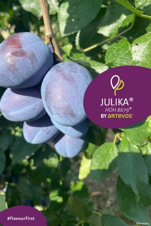 Artevos_Zwetschge_Julika®_‘HOH8679‘-s-.jpg