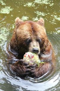 Braunbären Eisbombe, Foto: Wildpark MV