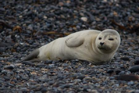 Robbenbabies auf Helgoland