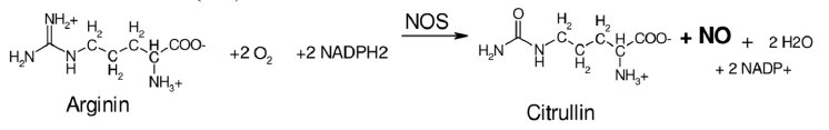 Abb.3 Arginin Citrullin.png