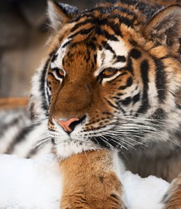 260-16-Amur-Tiger-_c_-Igor-Zhorov-WWF.jpg