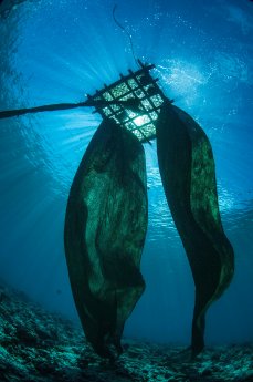 Frei treibender Fischsammler mit Netzen by IPNLF.jpg