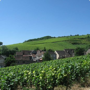 Weinregion-Burgund.jpg