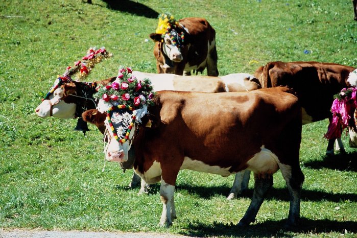 Geschmückte Kühe auf Wiese 1, Rechte TVB Wildschönau.jpg