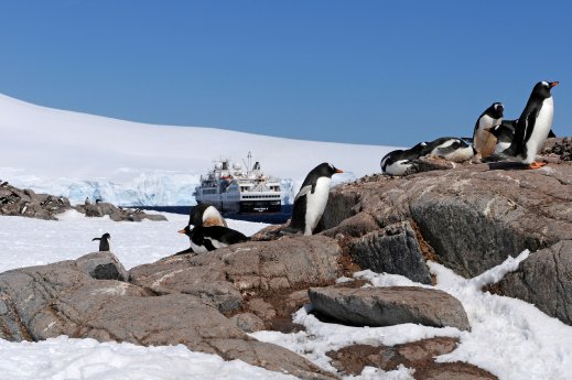 Prince Albert II - Antarktis - Pinguine k.jpg