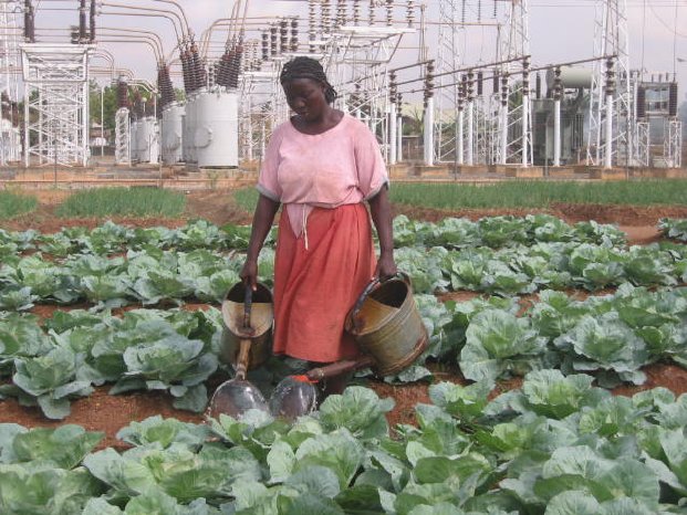 urban agriculture kenya_credit ruaf.jpg