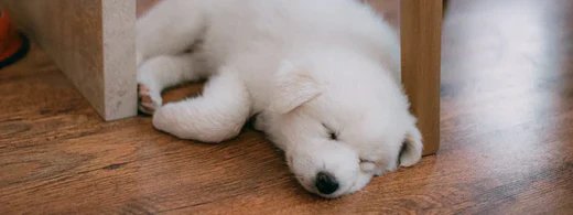 pet-blog-vitaminmangel-1920x719_1280_520x500_733cf8d0-cddc-4b2a-b17d-43e9ceebeed1.webp