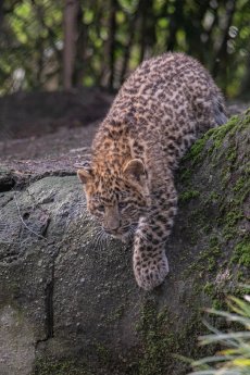 LS_Leopardenjungtier im Tierpark Hagenbeck.jpg