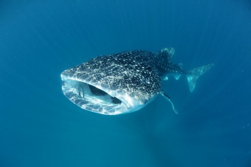Swimming with whale sharks_Versand.JPG