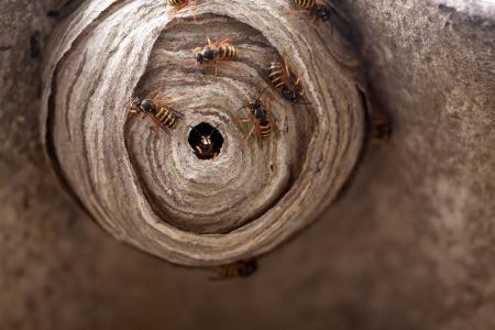 Bei der Beseitigung von Wespen- oder Hornissennestern gibt es spezielle Vorschriften. Weitere Tipps rund ums Zuhause gibt es unter www.bauemotion.de / Bild: ©123RF.com