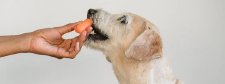 hund wird gefüttert mit Karotte.